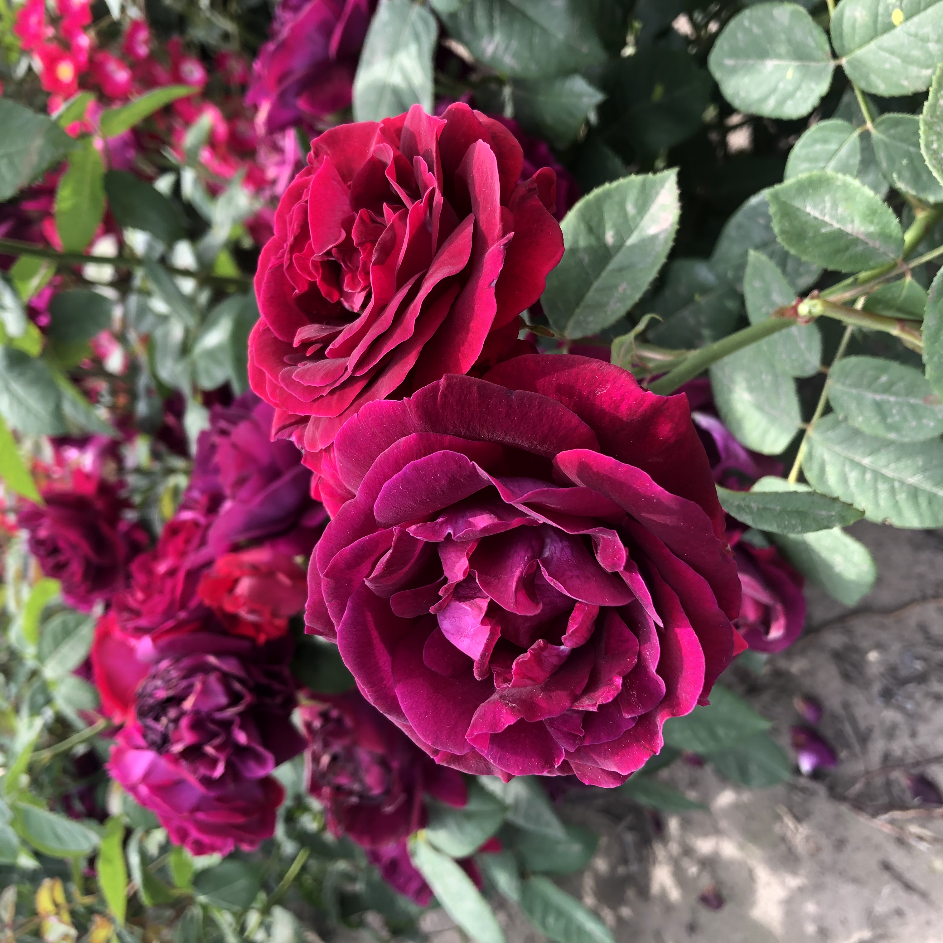 Rosa 'Souvenir du Dr. Jamain'